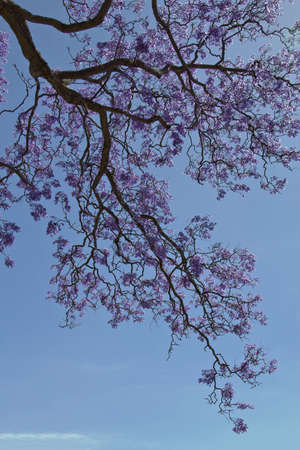 Jacaranda in full bloom in late spring