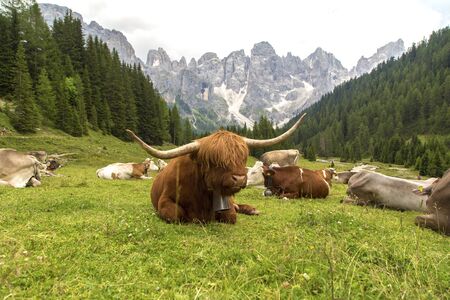 Hairy Scottish yak against the backdrop of the mountains. Alps, Dolomites, Trentino Alto Adige, Val...