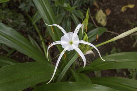 Botanical Garden in Lyon. Exotic flowers in the botanical garden.の写真素材