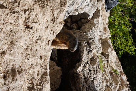 Alpine Marmot, Italy. wild marmot. A marmot posing scenery in Italy. Marmot (Marmota marmota) in natural habitatの写真素材