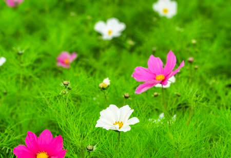 green leaves backgroundの写真素材