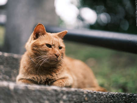 Cute funny kitten running around and raising paw to bat and playの写真素材