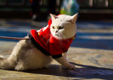 Cute funny kitten running around and raising paw to bat and playの写真素材