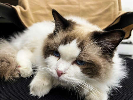 Cute funny kitten running around and raising paw to bat and playの写真素材