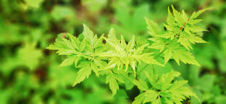 green leaves background