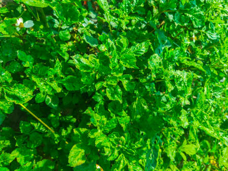 green leaves background