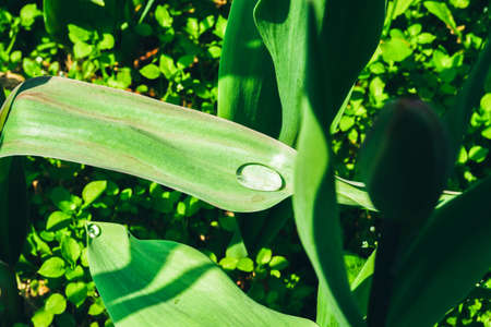 green leaves background