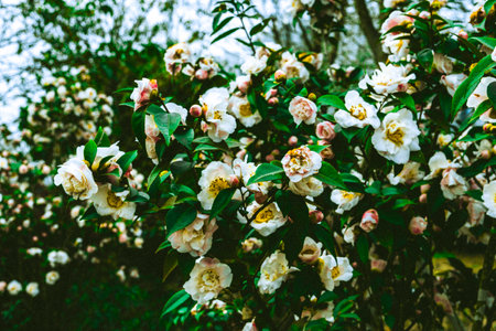 green leaves backgroundの写真素材