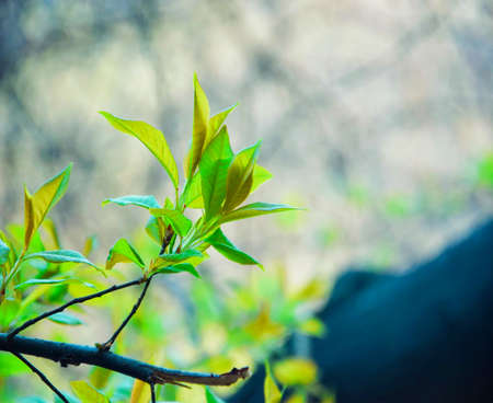 green leaves backgroundの写真素材