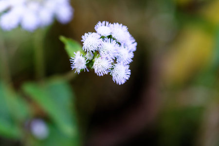 White grass blossom in the big wild,Relax winter,The beatiful momentsの写真素材