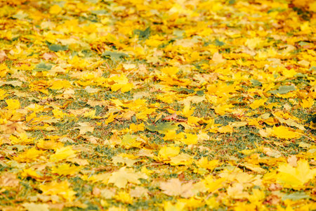 A field of yellow leaves on the ground. The leaves are scattered all over the ground, creating a...