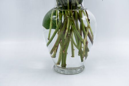 stem of a roses in a transparent vaseの写真素材
