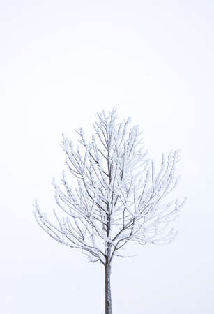 Beautiful of natural tree without leaves but frosty ice covered dry branches in cold weather day in winter season. Scenic of outdoor white environment, solitude and clear sky. Minimal nature conceptの写真素材