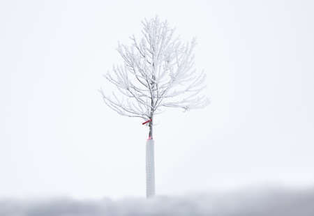 A single natural beautiful tree without leaves but frosty ice covered over dry branches stand alone in snow landscape in winter season. Scenic of white environment, calm and clear sky. Minimal conceptの写真素材