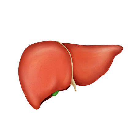 Human Liver, realistic illustration isolated on white background.の写真素材