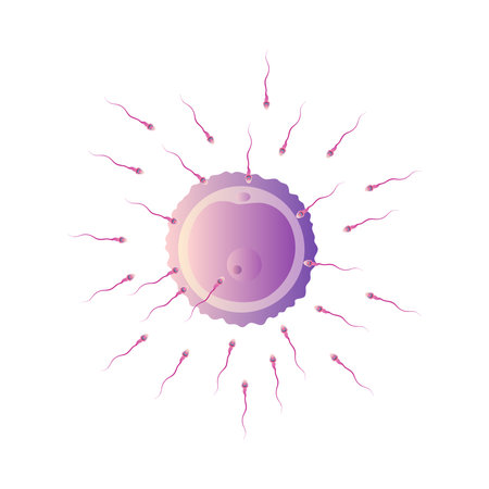 Sperm cells reaching an ovum. Illustration Isolated on white background.のイラスト素材