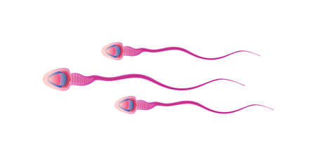 Sperm cells reaching an ovum. Illustration Isolated on white background.のイラスト素材
