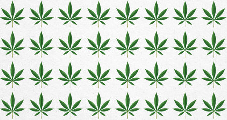 Marijuana leaf seamless pattern. Cannabis leaf on white paper background.の写真素材