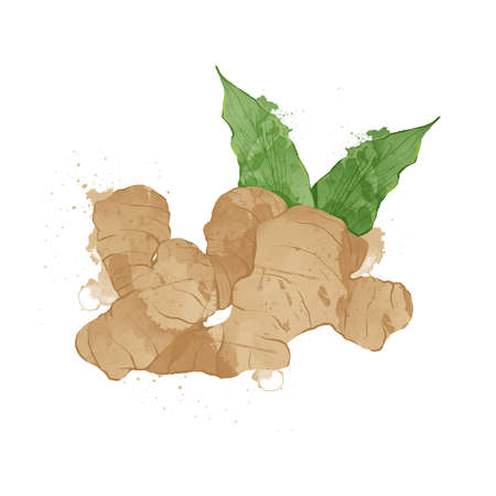Ginger watercolour style Vector illustration.の写真素材