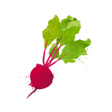 Beet, beetroot with leaves isolated on white background. watercolour style Vector illustration.の写真素材