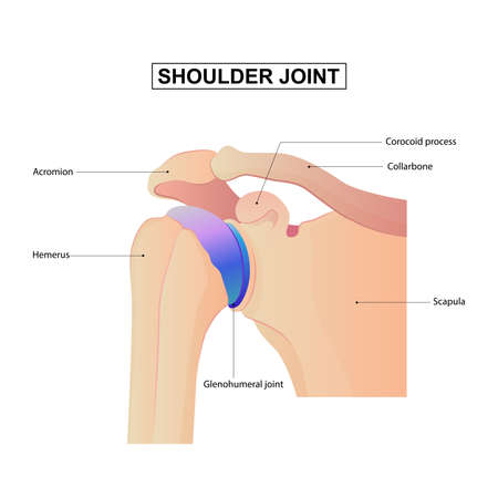 Shoulder anatomy vector illustration. anterior view with bones titles and location. Healthy organ descriptionのイラスト素材