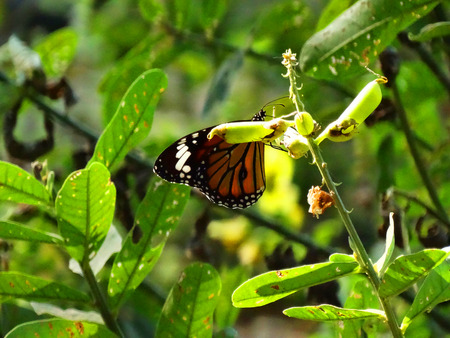 Butterfly beauty