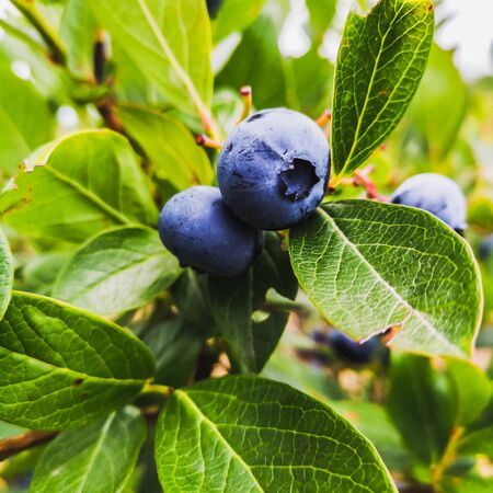 Blueberries - delicious, healthy berry fruit. Vaccinium corymbosum, high huckleberry bush. Blue ripe fruit on the healthy green plant. Food plantation - blueberry field, orchard.の写真素材