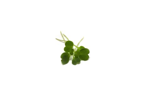 Young sprout microgreen isolated on whiteの写真素材