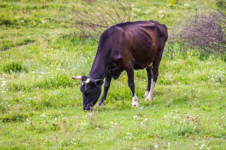 Black cow eating fresh green grass in the field on a bright sunny day. Cow in the pasture. Closeup of cow walking on lawn. Cattle on pasture. Farming concept.の写真素材
