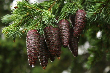 fir-coneの写真素材