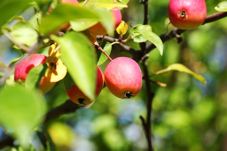a branch of appleの写真素材