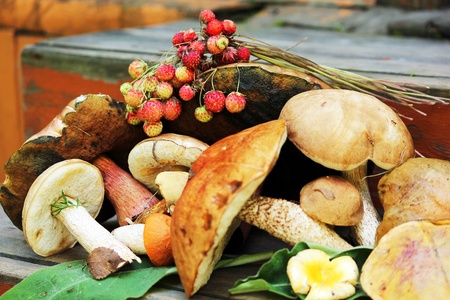 mushrooms and berriesの写真素材