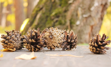 pine cones in the autumn, on a sunny dayの写真素材