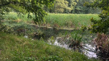 Landscape with a small lake in the middle of the forest.の写真素材