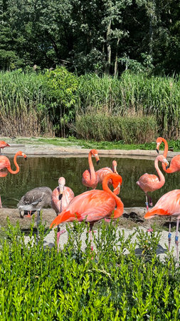 pink flamingos in a zooの写真素材