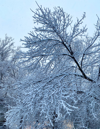 Winter landscape with trees covered with hoarfrost on a cold dayの写真素材