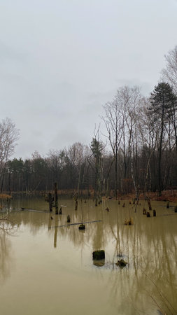The flooded forest in the early spring, Polandの写真素材