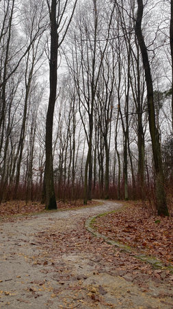 Path in the autumn forest on a cloudy day. Landscape.の写真素材