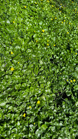 Ficaria palustrish marigoldhの写真素材