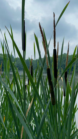 Cattails on the shore of a lake in the summer.の写真素材