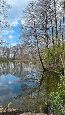 Spring landscape with trees on a background of blue skyの写真素材