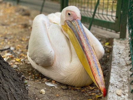 Pelican in a cage. Pelecanus onocrotalusの写真素材