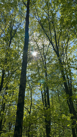 Sunlight in the green forest. Spring time. Sun rays through the trees.の写真素材