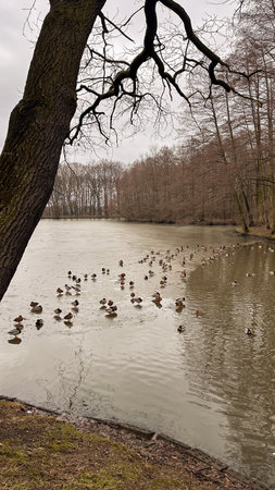 Ducks swimming in a lake with bare trees in the background.の写真素材