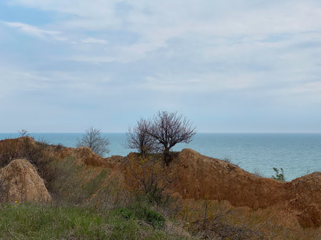 Trees growing on the cliff on the seashore of the Black Seaの写真素材