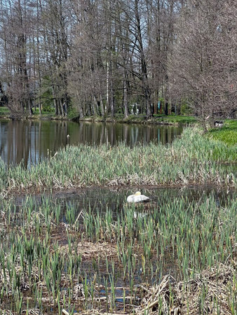 Nest of a swan in a lake in a park in springtime.の写真素材