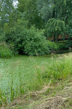 A small pond with green grass and trees in the park in summerの写真素材