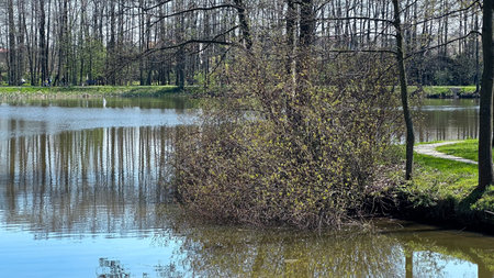 Pond with trees and bushes in a city park. Spring.の写真素材