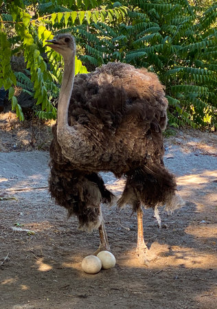Ostrich on the farm. Ostriches are large birds of the family Struthionidae.の写真素材