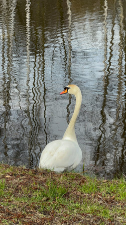 Swan on the shore of a lake with reflections in the waterの写真素材